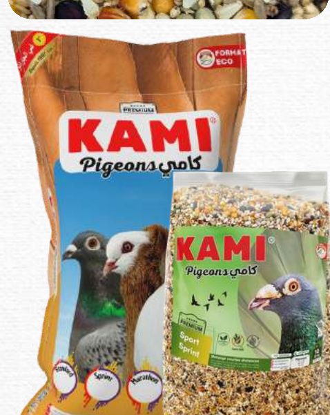 KAMI Pigeons Sport : Sprint